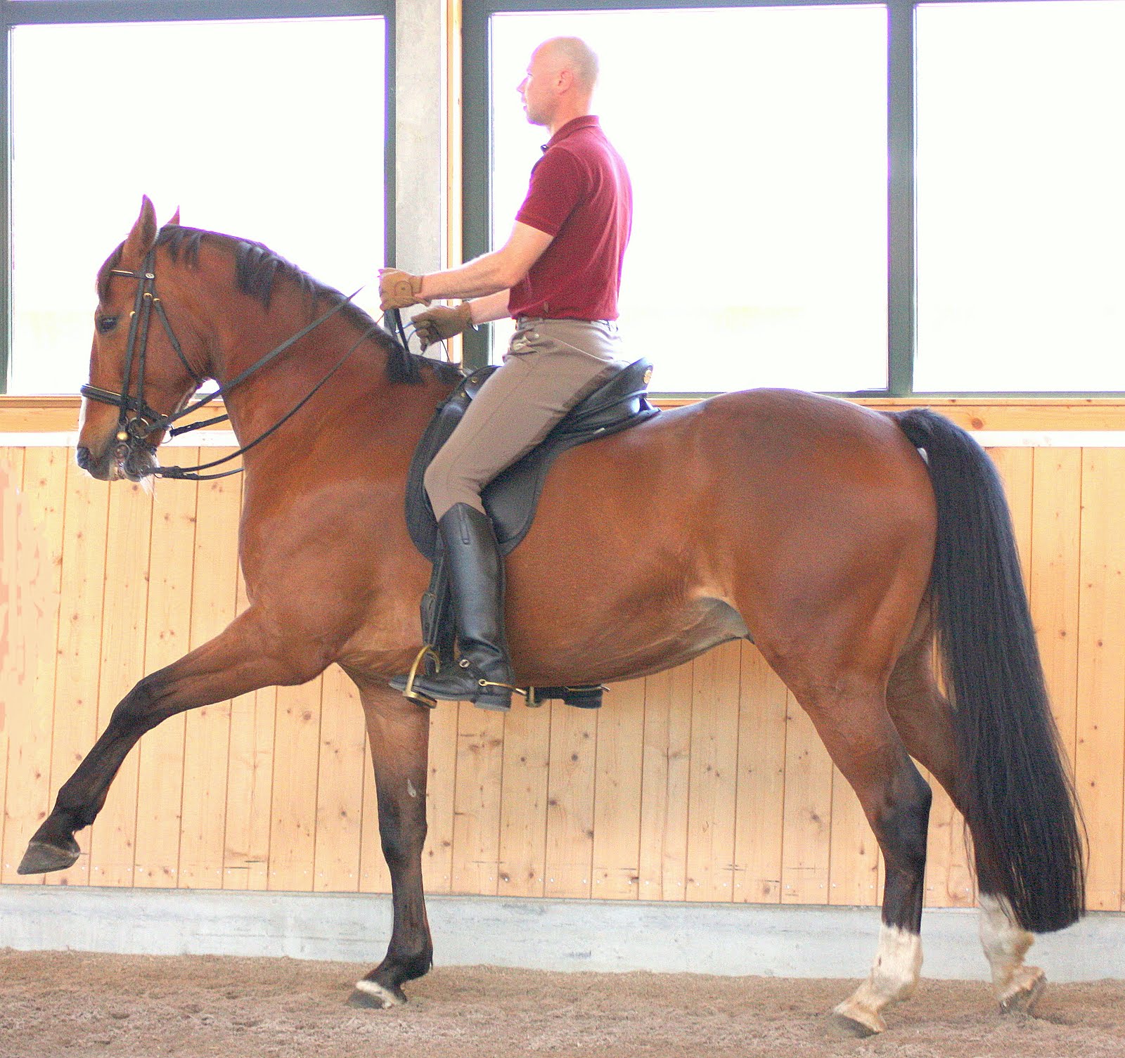 Rönnevejs Winston unter dem Sattel