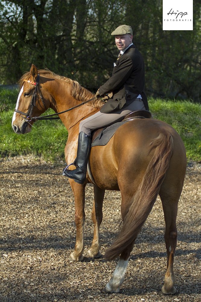 Frederiksborger Wallach "Loke Hegnsbo"