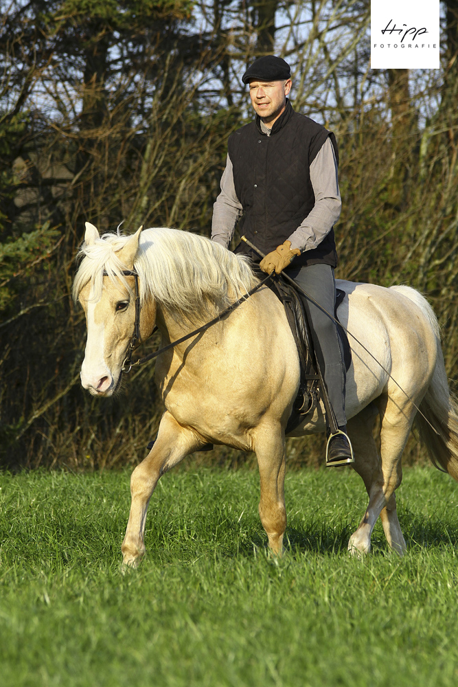 Frederiksborger Hengst "Sargo Vejleby" unter dem Sattel