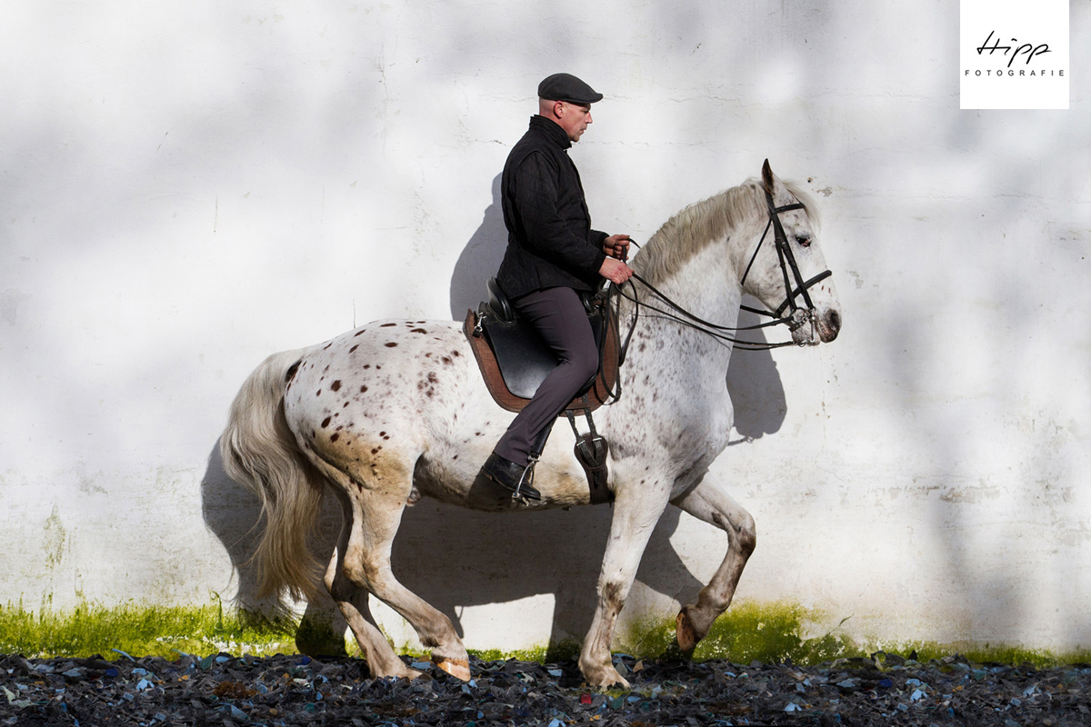 Frederiksborger "Yaspisgaards Calimero" unter dem Sattel 