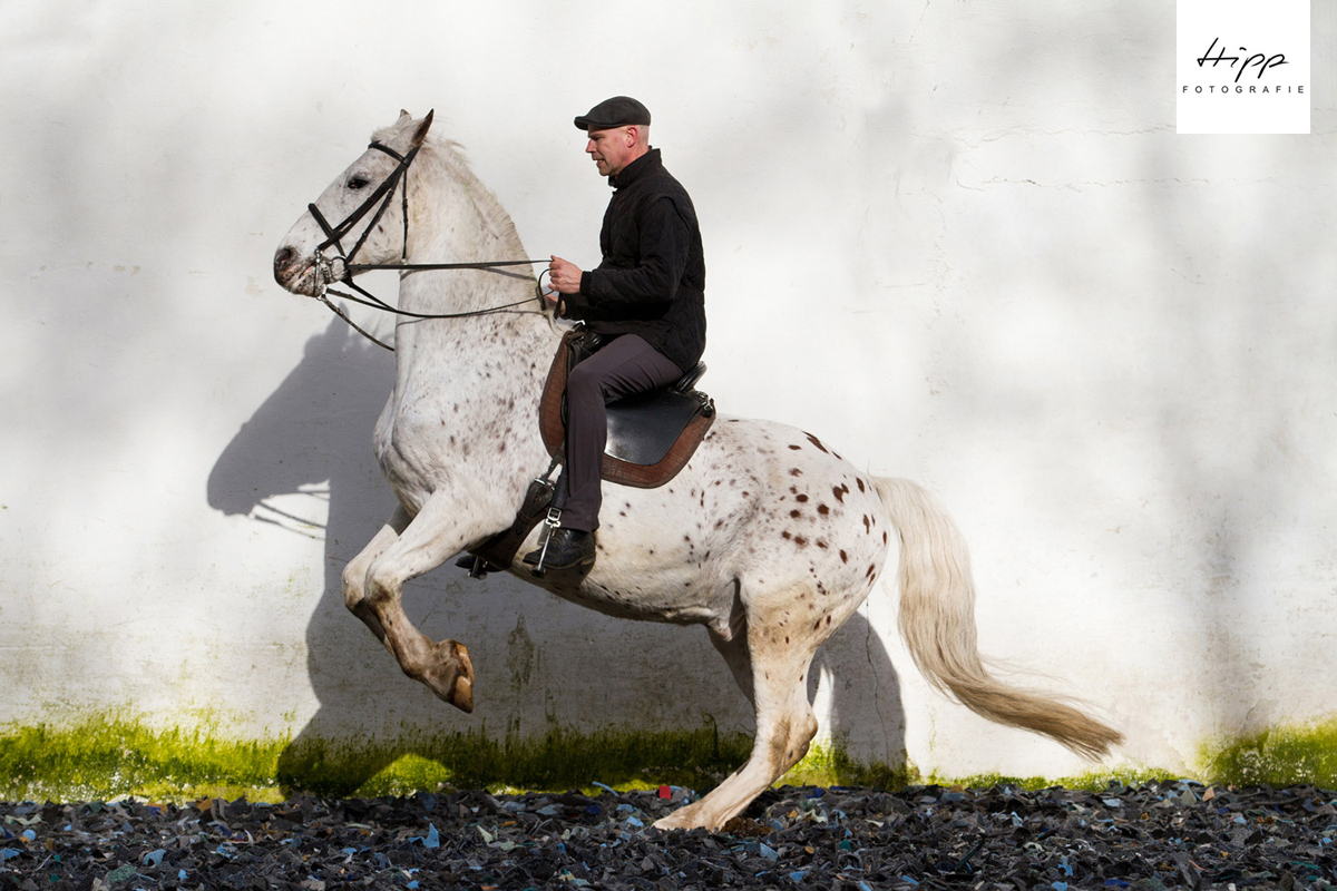 Yaspisgaards Calimero unter dem Sattel